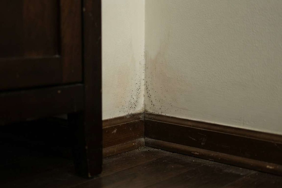 Subtle early-stage mold spotting in a damp corner, illustrating the hidden mold growth this guide helps readers spot