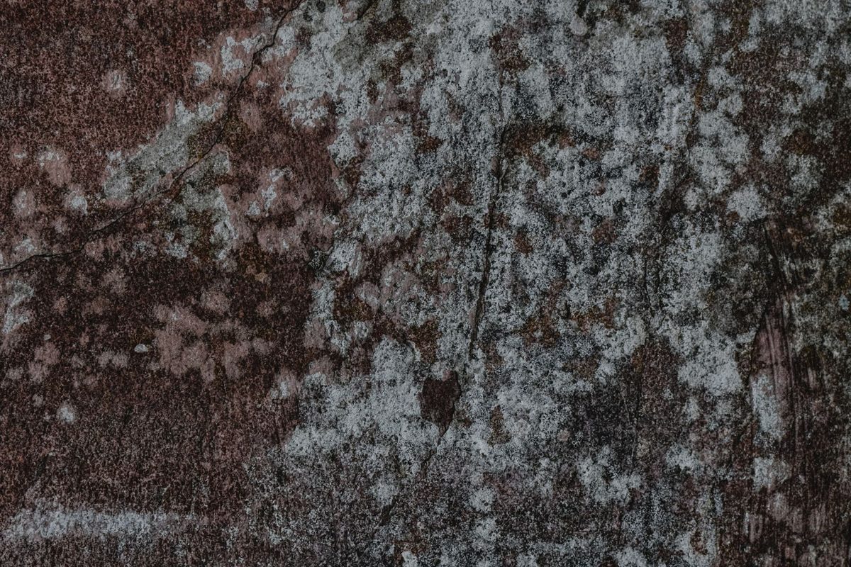 Close-up of mold growth on a wall surface, the kind of contained area a mold remediation job typically addresses